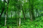 تناقض در طبیعت: درختانی که هوا را آلوده می‌کنند