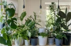 بهترین گیاهان آپارتمانی مقاوم برای خانه و محل کار
