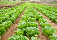 پیش بینی ارزش ۵.۳۶میلیارد دلاری بازار جهانی کاهو | کاهش ۷۹درصدی ارزش صادراتی کاهوی ایران پیش بینی ارزش ۵.۳۶میلیارد دلاری بازار جهانی کاهو | کاهش ۷۹درصدی ارزش صادراتی کاهوی ایران