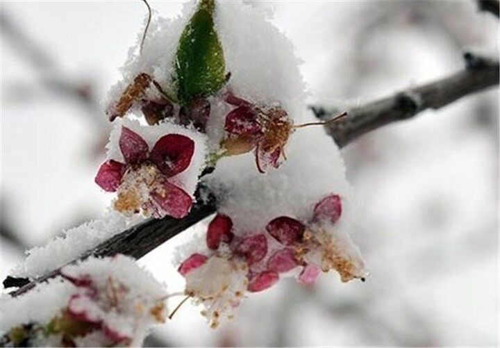 هفته برفی و بارانی در انتظار تهران