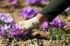 هیچ تغییری در زعفران کاری کشور نسبت به ۵۰ سال گذشته رخ نداد؛ ضرورت کشت مکانیزه طلای سرخ