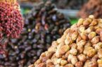 افت صادرات خرمای ایران / چرا خرمای ایران بازارهای جهانی را از دست داد؟