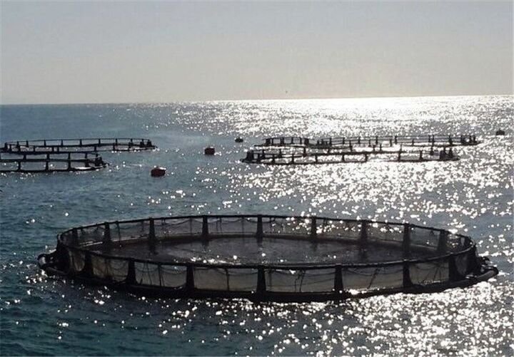 جهش بزرگ شیلات در قشم با اجرای ۵۵ طرح پرورش آبزیان