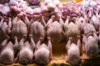 کشور همسایه به داد بازار مرغ ایران رسید کشور همسایه به داد بازار مرغ ایران رسید