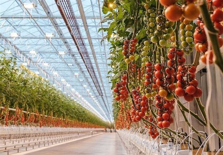 وضعیت گلخانهداران کشور در سال ۱۴۰۴ | لهستان؛ بازار جدید صادراتی محصولات گلخانهای
