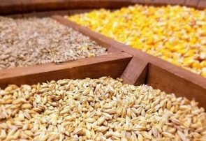 جزئیات تازه از واردات نهاده‌های دامی / گردش مالی سالانه به ۸ میلیارد دلار رسید
