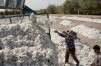 ایران بزرگترین خریدار پنبه تاجیکستان شد ایران بزرگترین خریدار پنبه تاجیکستان شد