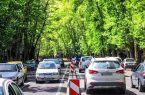 درختان از افراد در برابر افسردگی محافظت می کنند
