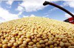 کاهش ۷.۴درصدی میانگین قیمت جهانی سویای صادراتی در ۲۰۲۵؛ سهم ایران از بازار جهانی چقدر است؟ کاهش ۷.۴درصدی میانگین قیمت جهانی سویای صادراتی در ۲۰۲۵؛ سهم ایران از بازار جهانی چقدر است؟