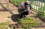 باغچههای خانگی در کاهش خطر ابتلا به دیابت موثرند باغچههای خانگی در کاهش خطر ابتلا به دیابت موثرند