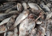 کشف یک تن ماهی قاچاق توسط دریابانان چابهار