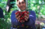 صادرات جهانی گیلاس به ۵.۸۵میلیارد دلار رسید؛ ایران در جایگاه ۳۲ صادراتی صادرات جهانی گیلاس به ۵.۸۵میلیارد دلار رسید؛ ایران در جایگاه ۳۲ صادراتی